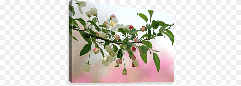 Snowdrift Crabapple Canvas Print Printing, Flower, Leaf, Petal, Plant Free Transparent Png