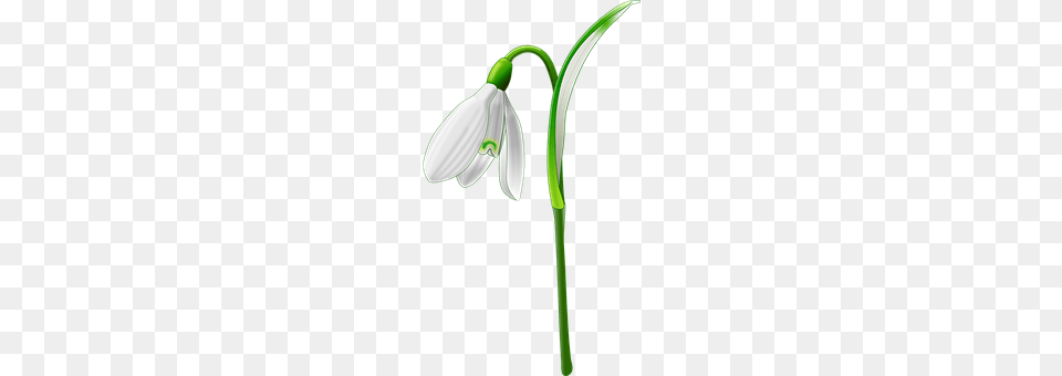 Snowdrop Amaryllidaceae, Flower, Plant, Petal Free Png Download