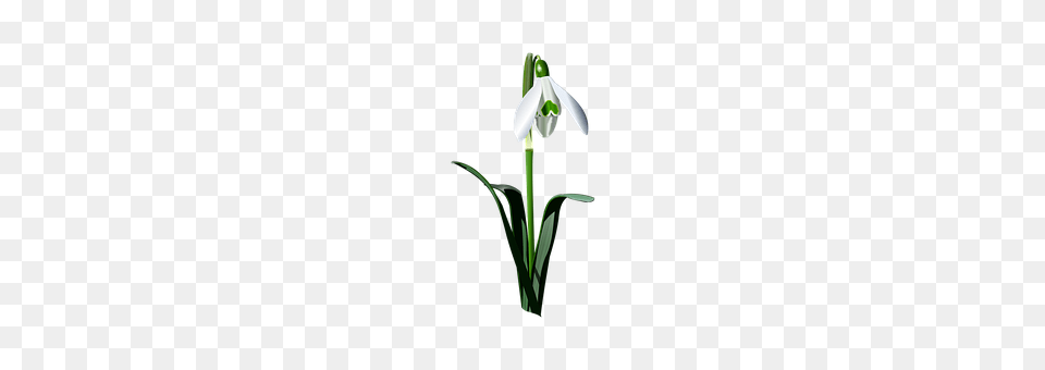 Snowdrop Amaryllidaceae, Flower, Plant, Smoke Pipe Free Png