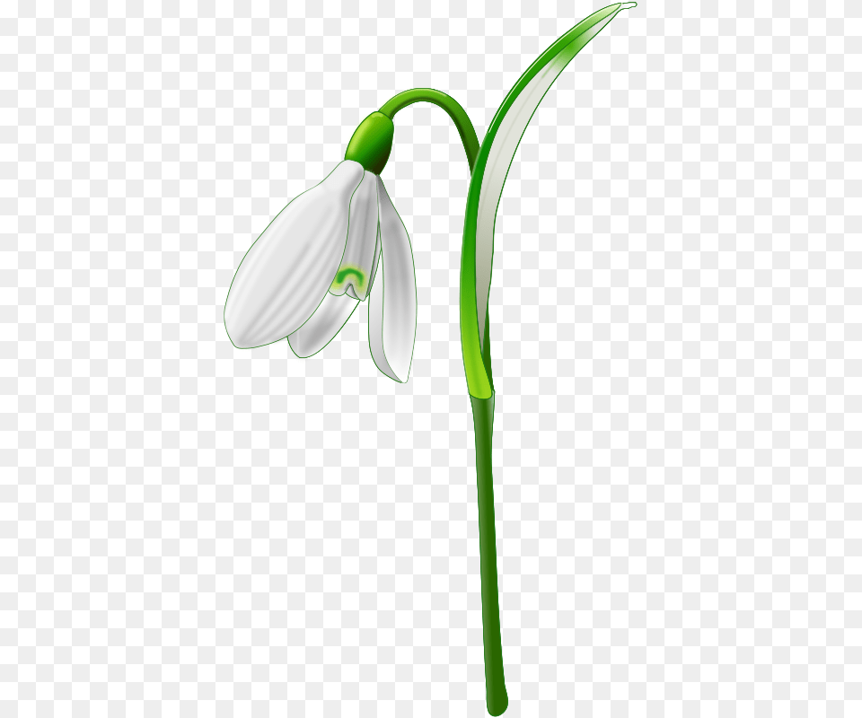 Snowdrop, Amaryllidaceae, Flower, Plant, Petal Free Png Download