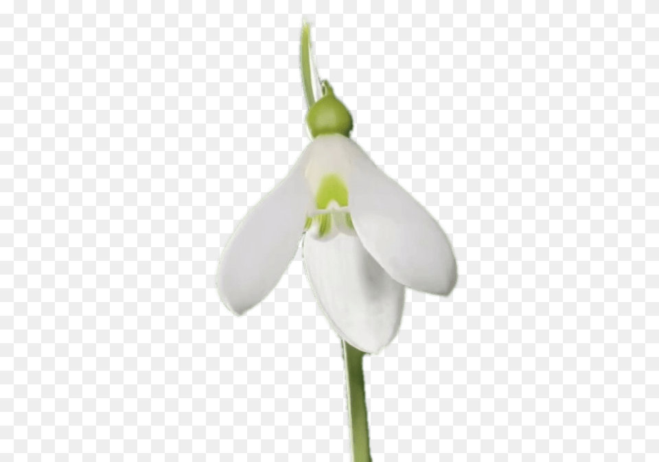 Snowdrop, Flower, Plant, Orchid, Petal Free Png