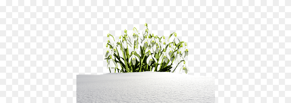 Snowdrop Amaryllidaceae, Flower, Petal, Plant Free Png