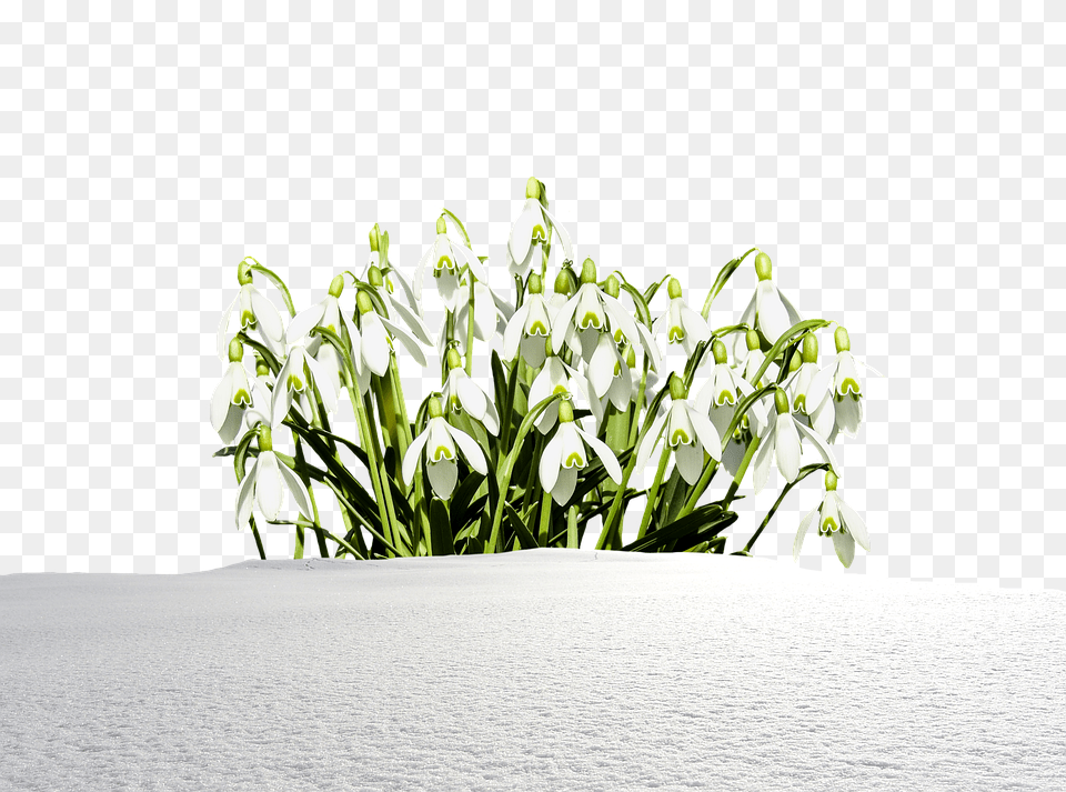 Snowdrop Amaryllidaceae, Flower, Petal, Plant Free Transparent Png