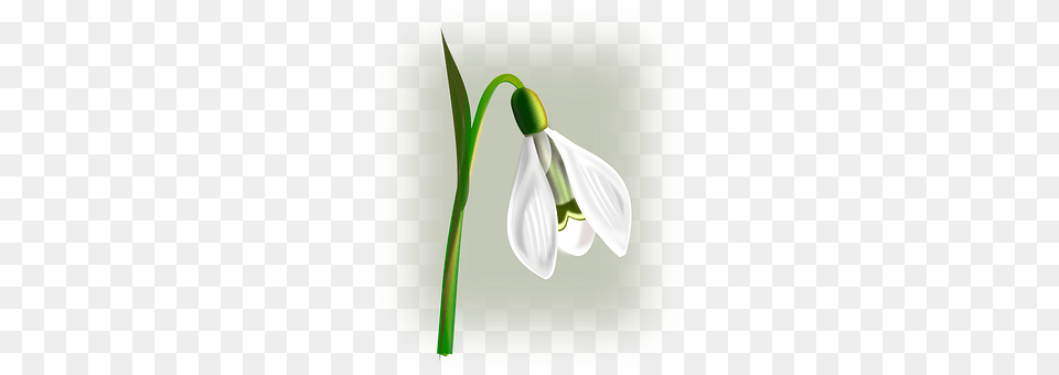 Snowdrop Amaryllidaceae, Flower, Plant, Petal Png