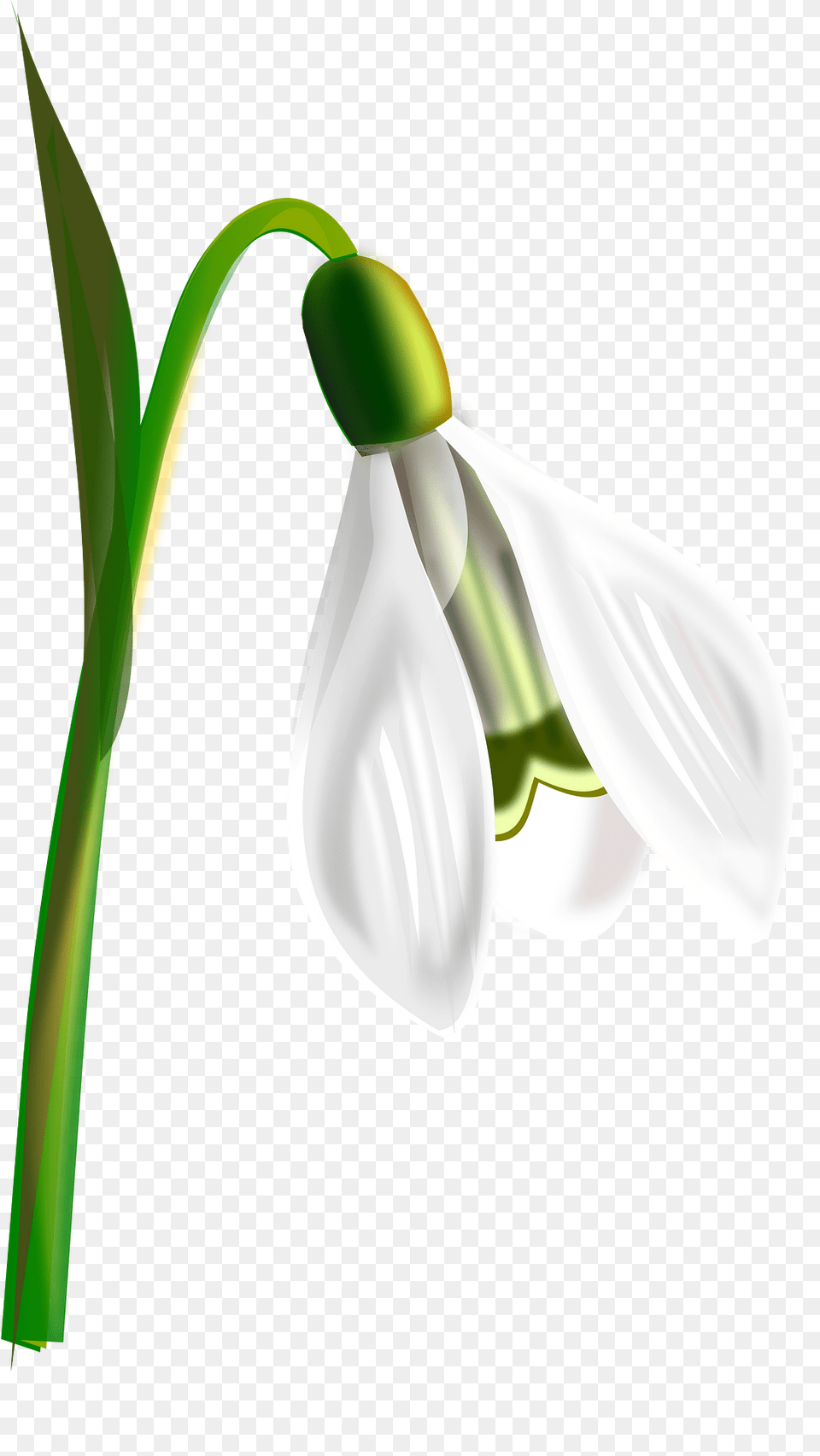 Snowdrop Clipart, Amaryllidaceae, Flower, Petal, Plant Png