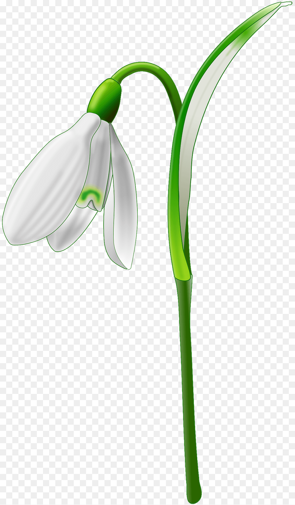 Snowdrop Clipart, Amaryllidaceae, Flower, Plant, Petal Free Png