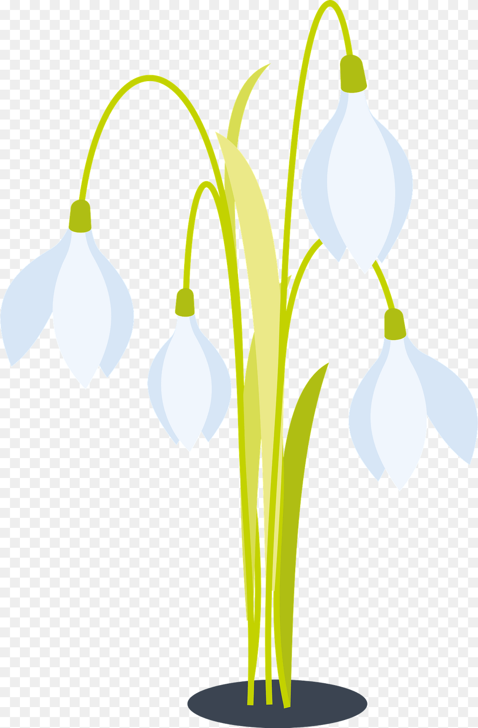 Snowdrop Flower Clipart, Amaryllidaceae, Petal, Plant Free Png Download