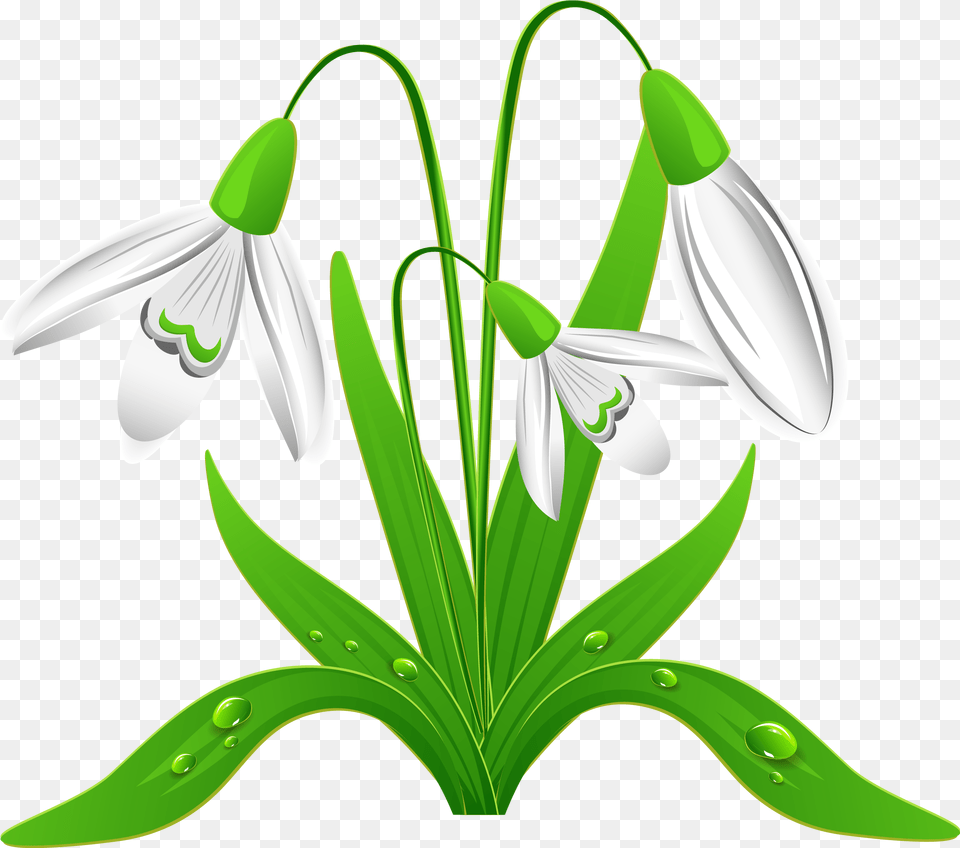 Snowdrop Snowdrops Clipart, Amaryllidaceae, Flower, Plant, Petal Png Image
