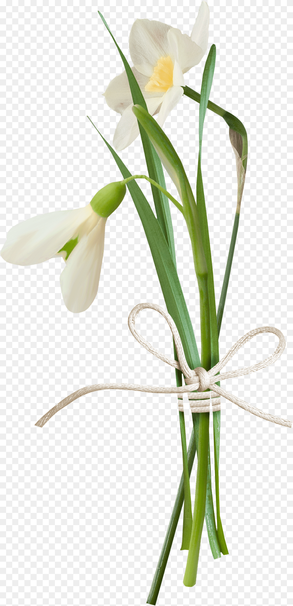 Snowdrop Transparent, Flower, Plant, Flower Arrangement, Cross Free Png Download