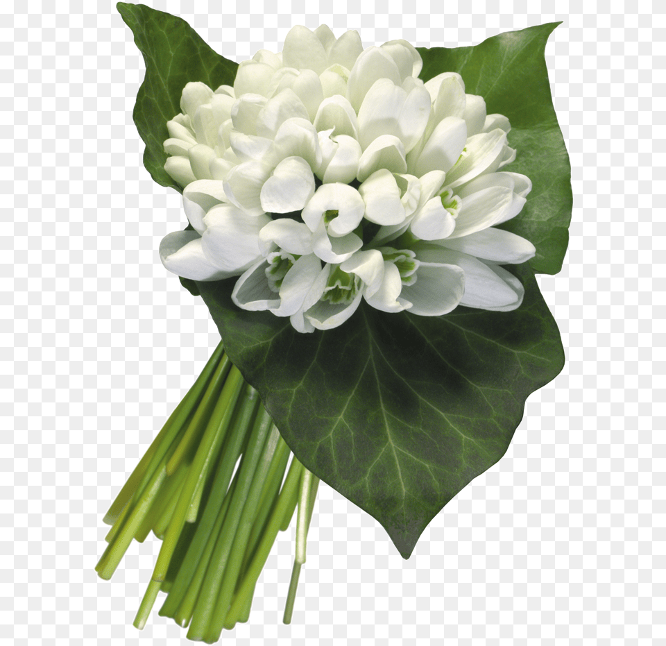 Snowdrops Bouquet, Flower, Flower Arrangement, Flower Bouquet, Plant Free Png Download