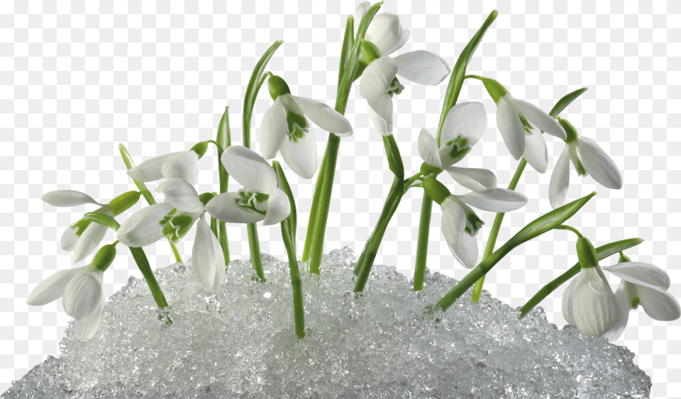 Snowdrops In Snow, Amaryllidaceae, Flower, Petal, Plant Png