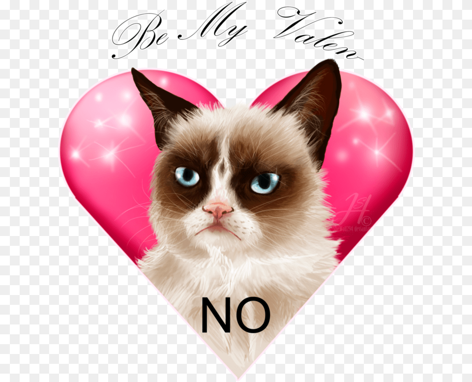 Snowshoe, Animal, Cat, Mammal, Pet Free Transparent Png