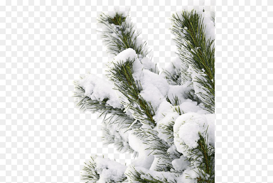 Snowtree Snow Branch Snow Pine Tree, Conifer, Fir, Plant, Ice Free Png