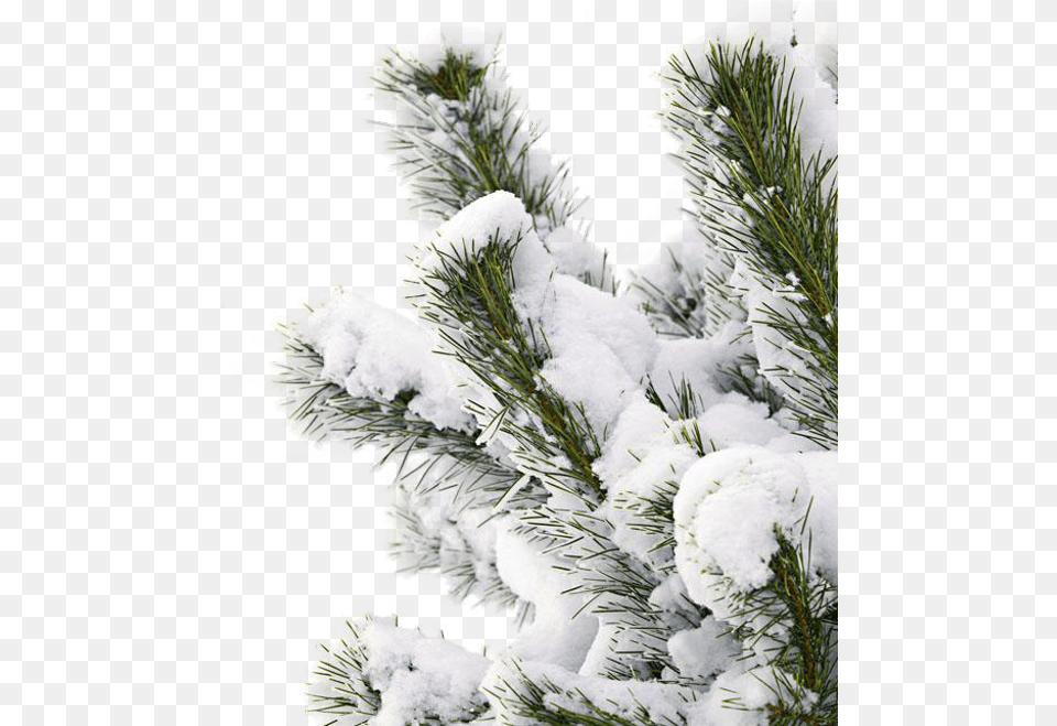 Snowtree Snow Branch Winter Snow Transparent Background, Conifer, Tree, Plant, Pine Png