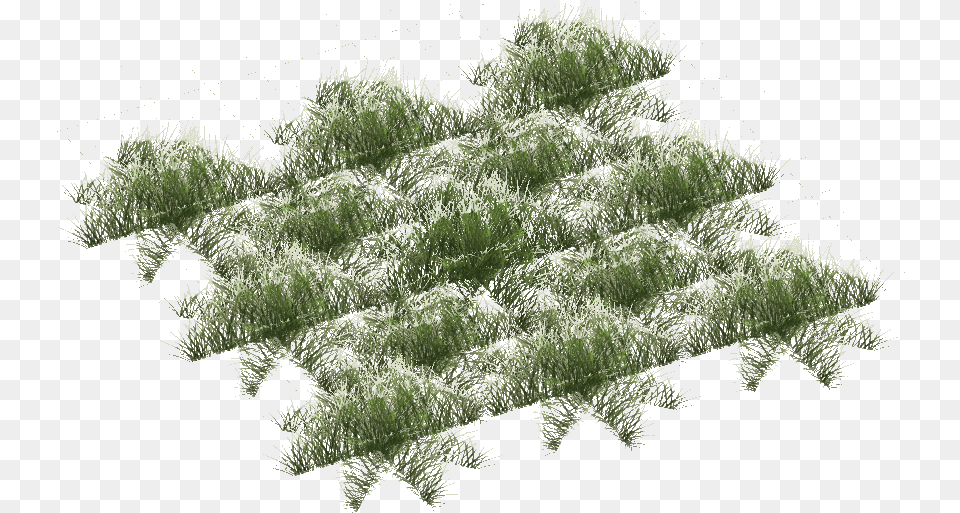 Snowy Grass Short Pond Pine, Moss, Plant, Potted Plant, Vegetation Png
