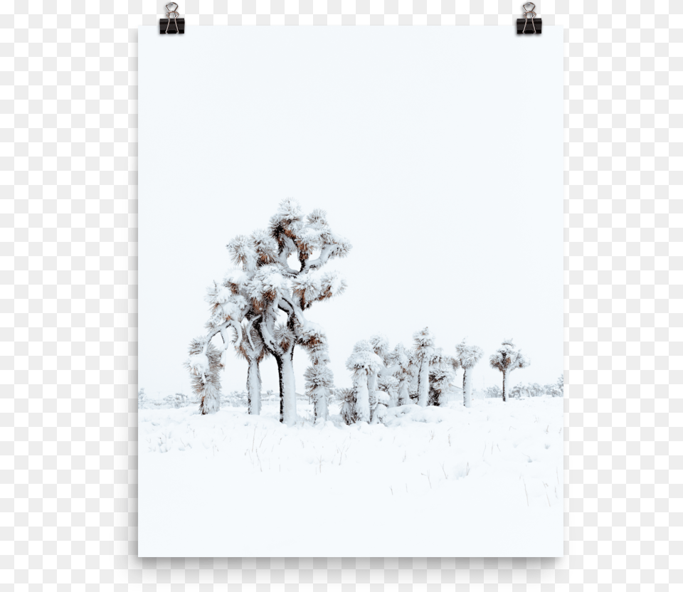 Snowy Joshua Tree U2014 Isley Reust Tree, Ice, Nature, Outdoors, Weather Free Png Download