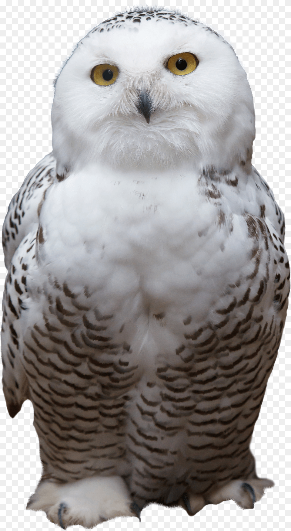 Snowy Owl, Animal, Bird, Beak Free Png Download