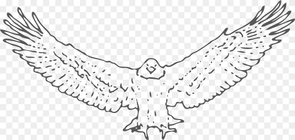 Snowy Owl, Animal, Bird, Vulture, Hawk Free Png