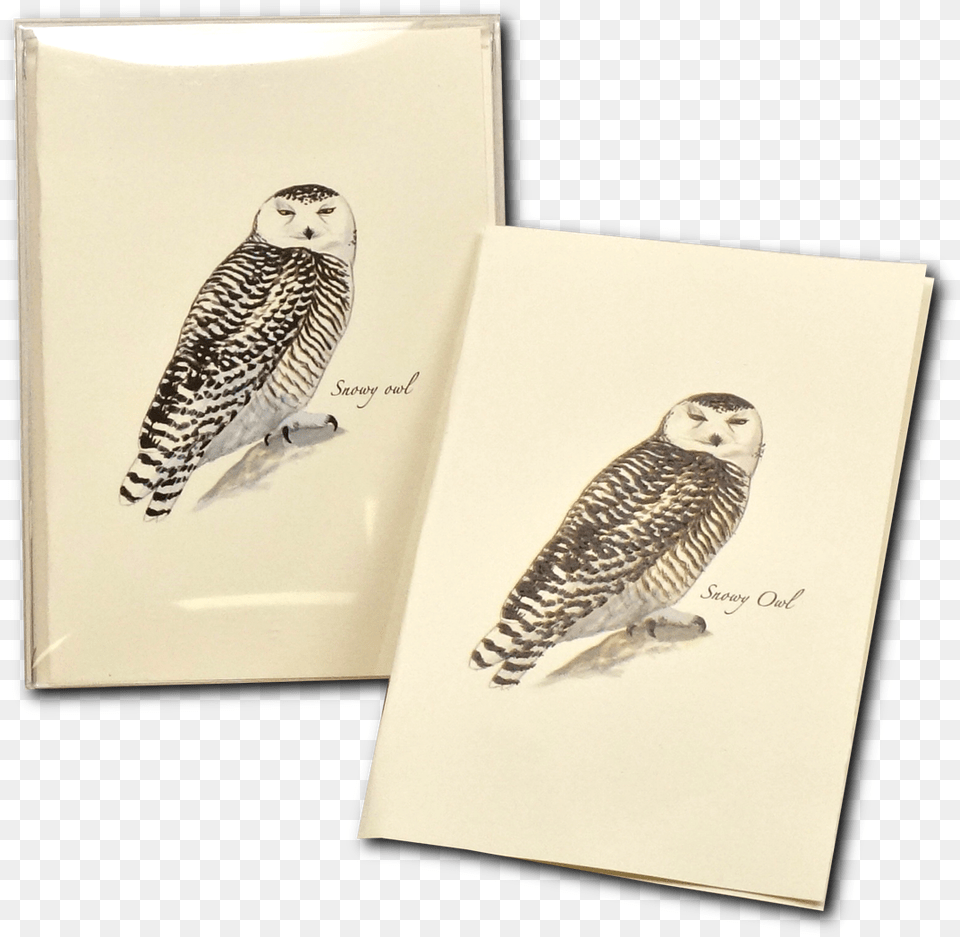 Snowy Owl, Animal, Bird Png