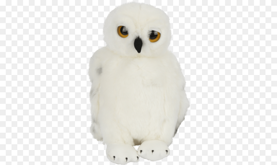 Snowy Owl, Animal, Bird, Bear, Mammal Free Png