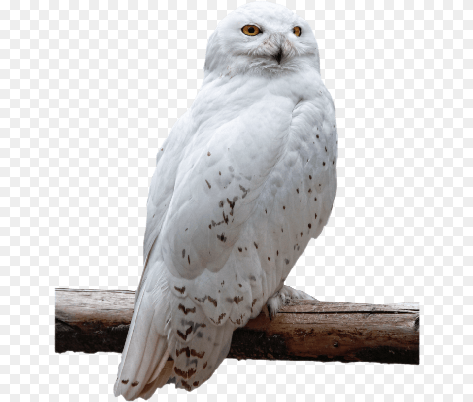 Snowy Owl, Animal, Bird Free Png Download