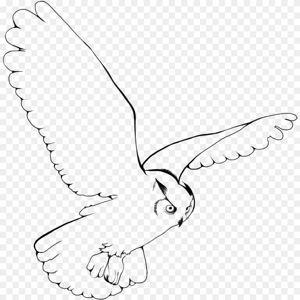Snowy Owl Bird Drawing Clip Art Snowy Owl Flying Drawing, Gray Png