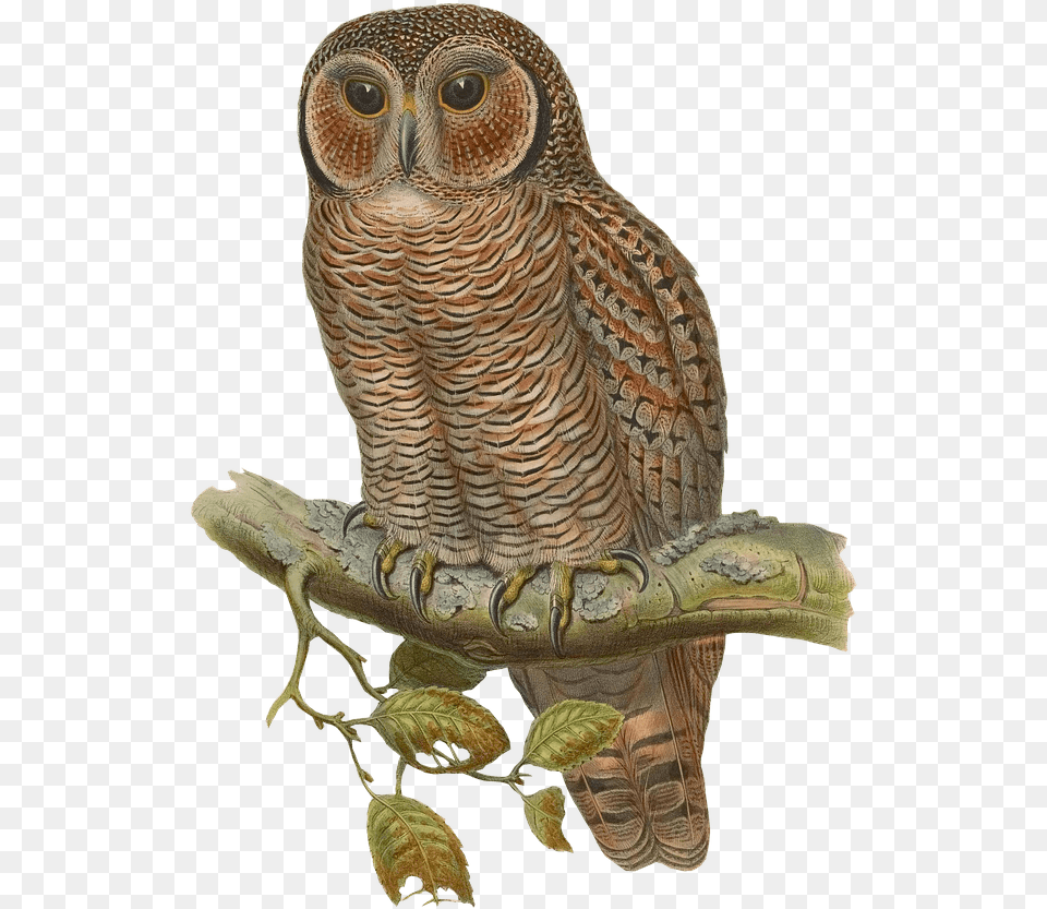 Snowy Owl Bird Eurasian Eagle Forest Owl, Animal Png