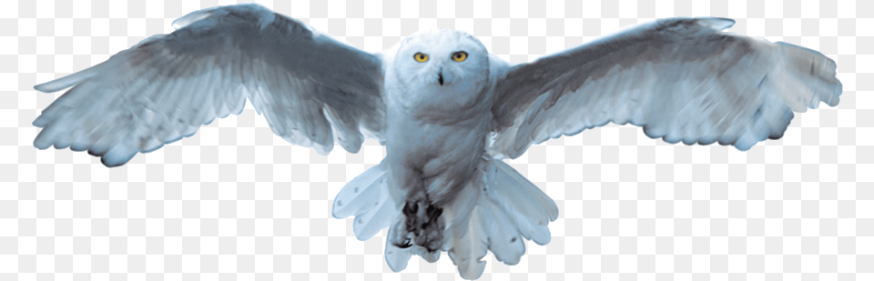 Snowy Owl Bird Owl White Snowy Owl, Animal, Flying Png Image