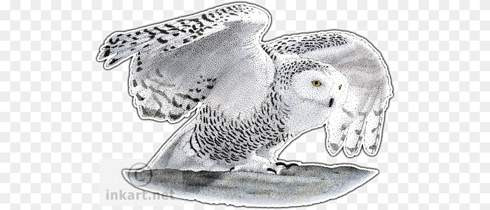 Snowy Owl Decal Snowy Owl Large Mug, Animal, Bird Free Transparent Png