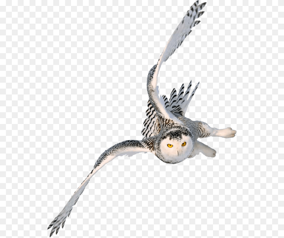 Snowy Owl Image Portable Network Graphics Barn Owl Harry Potter Owl Flying, Animal, Bird Free Png Download
