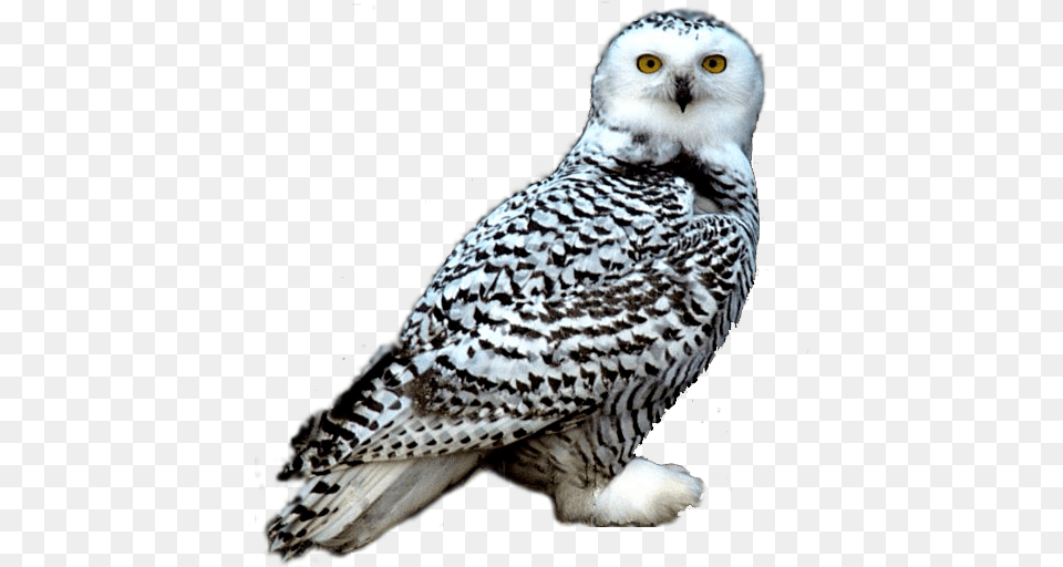 Snowy Owl Night Owl Clipart Snowy Owl Transparent, Animal, Beak, Bird Png Image