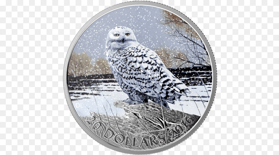 Snowy Owl Silver Coin, Photography, Animal, Bird Free Png