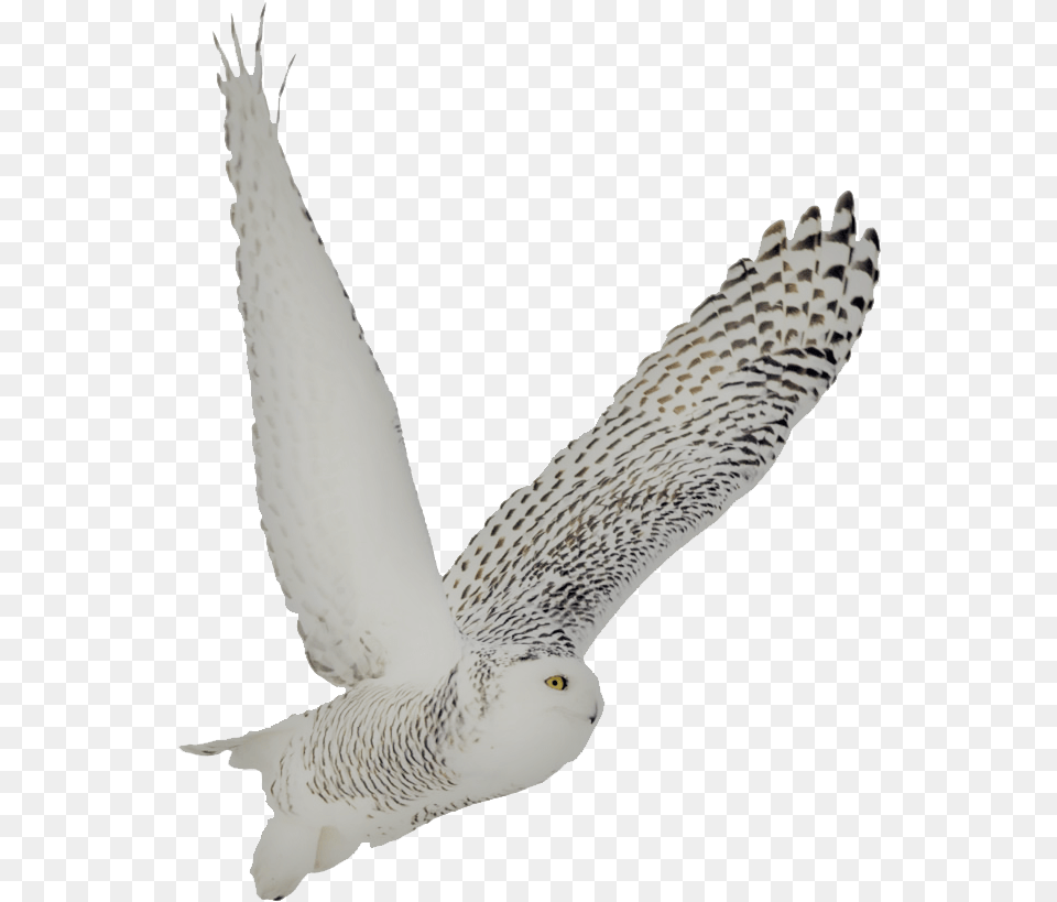 Snowy Owl Soto Side Snowy Owl Transparent Background, Animal, Bird, Accipiter Free Png Download