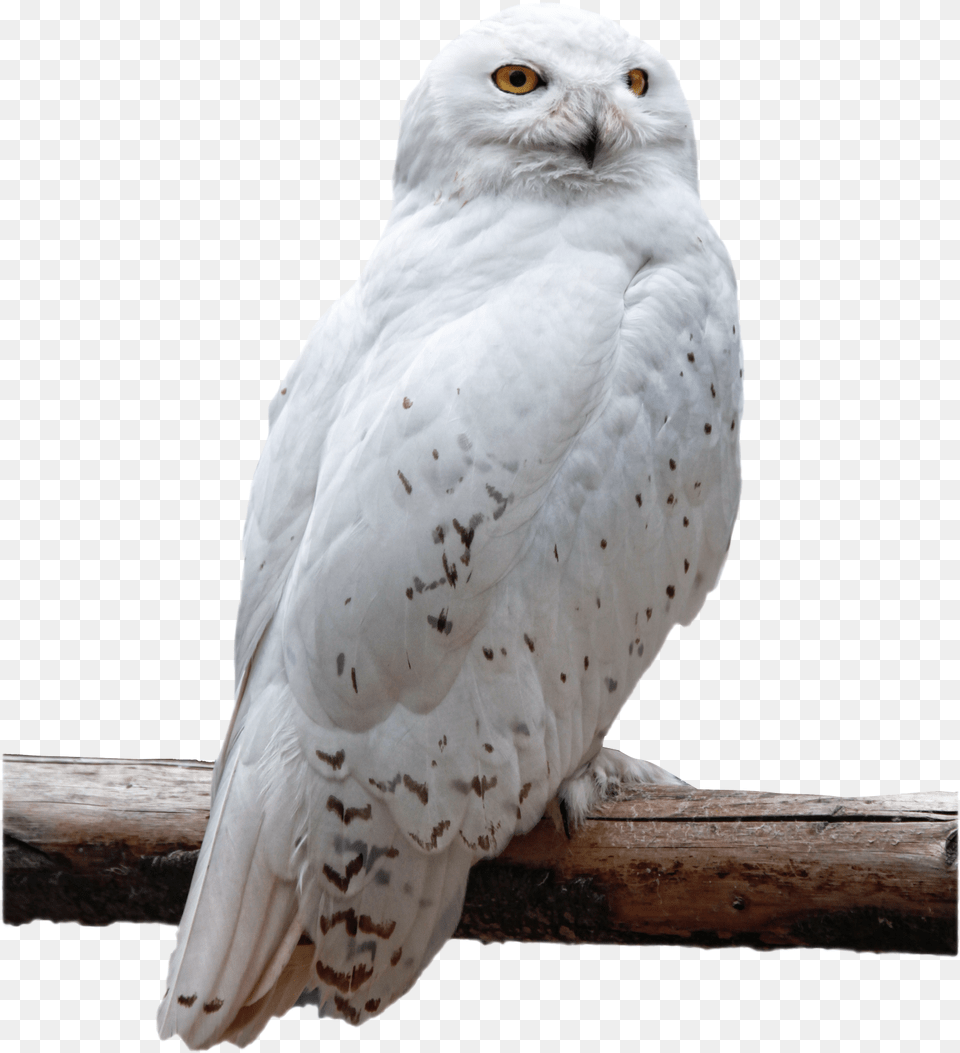 Snowy Owl Transparent Background, Animal, Bird Free Png