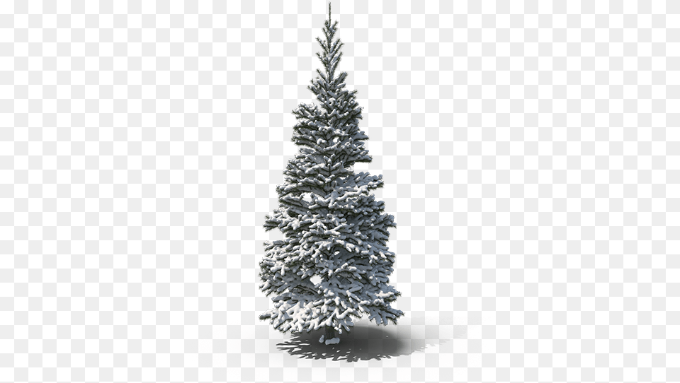 Snowy Pine Tree, Plant, Fir, Christmas, Christmas Decorations Free Png Download