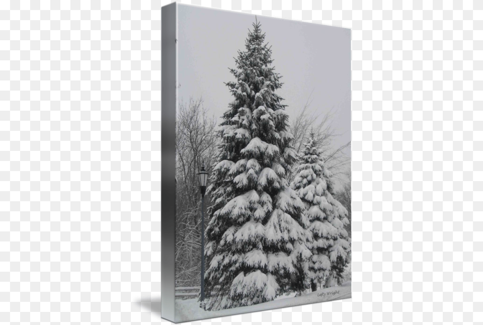 Snowy Pine Tree Picture Christmas Tree, Fir, Plant, Conifer Png Image