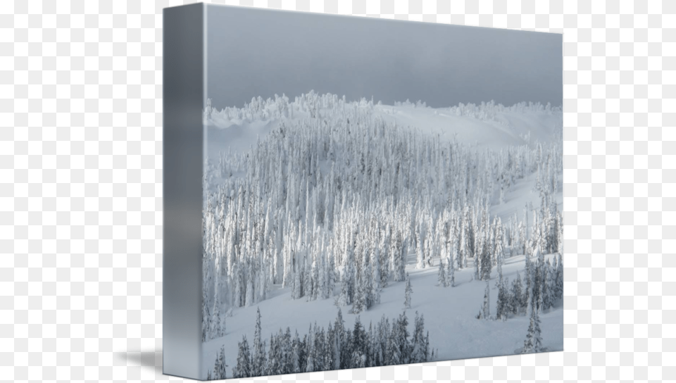 Snowy Tree Sunscape Snow, Woodland, Vegetation, Land, Nature Free Png Download