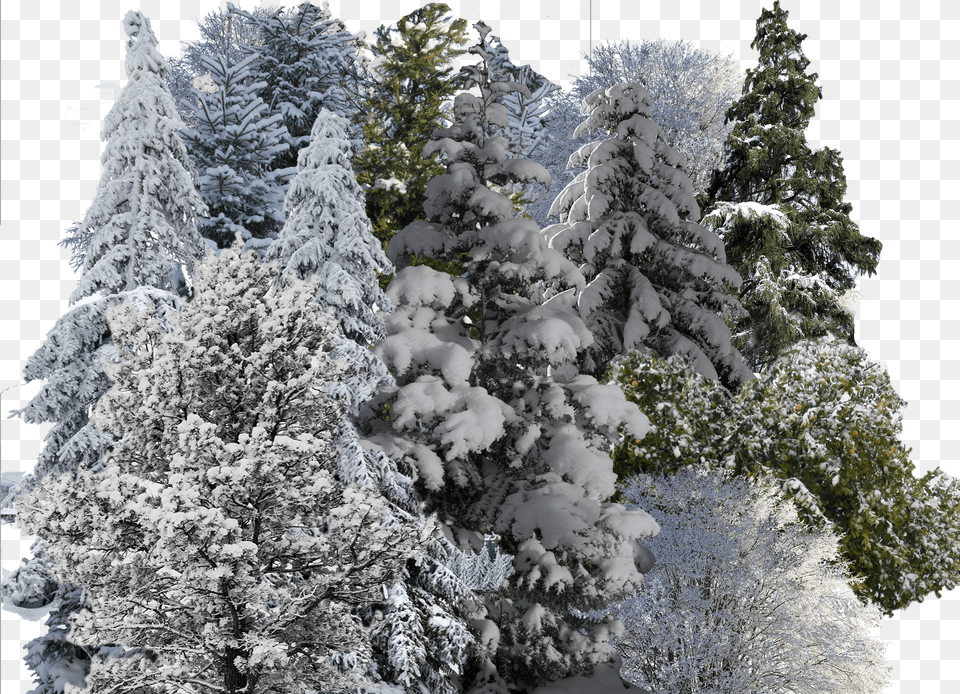 Snowy Trees Free Png Download