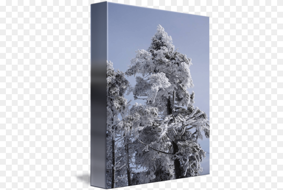 Snowy Trees In Nh By Christine Bauer Steman Spruce, Fir, Ice, Nature, Outdoors Png Image