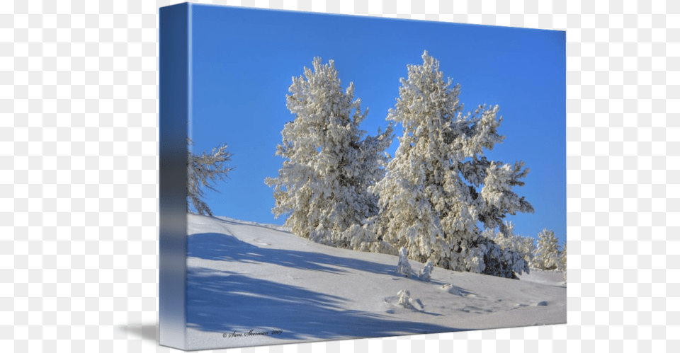 Snowy Trees Snow, Fir, Weather, Tree, Scenery Free Transparent Png