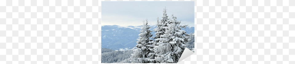 Snowy Trees Sticker U2022 Pixers We Live To Change Snow, Fir, Pine, Plant, Tree Png Image