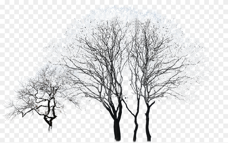 Snowy Trees Winter Trees, Ice, Nature, Outdoors, Plant Png Image