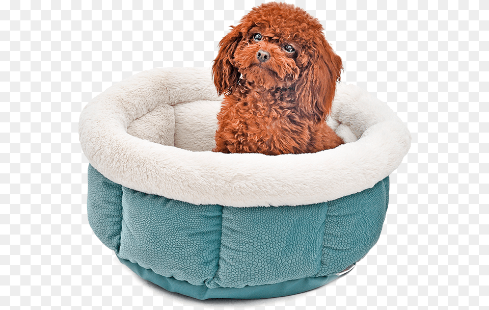 Snug Bug Pet Bed Cat Bed, Animal, Canine, Dog, Mammal Free Png