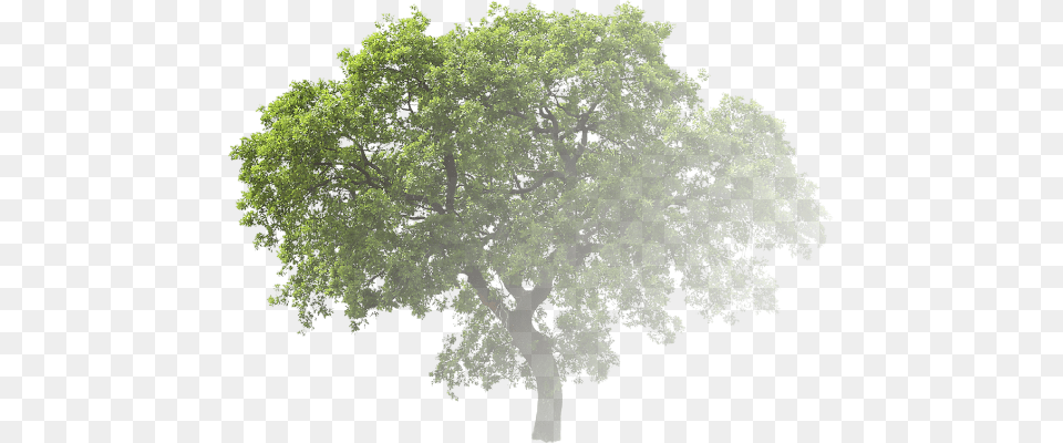 So Basically I Want To Generate A Gradient And Use Alberi, Oak, Plant, Sycamore, Tree Free Png Download