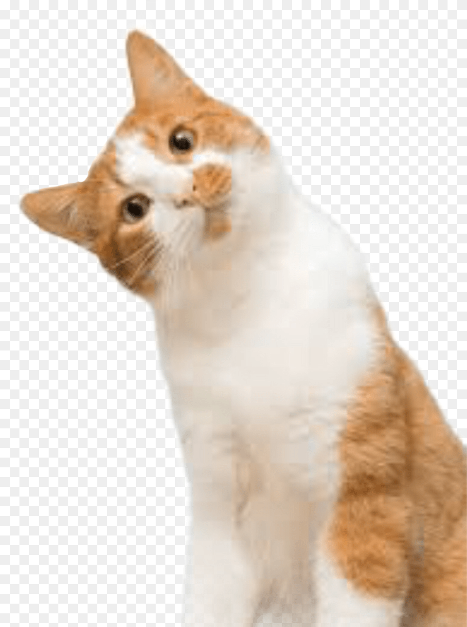 So Cat Cutecat Confusedcat Cat, Animal, Mammal, Manx, Pet Free Transparent Png