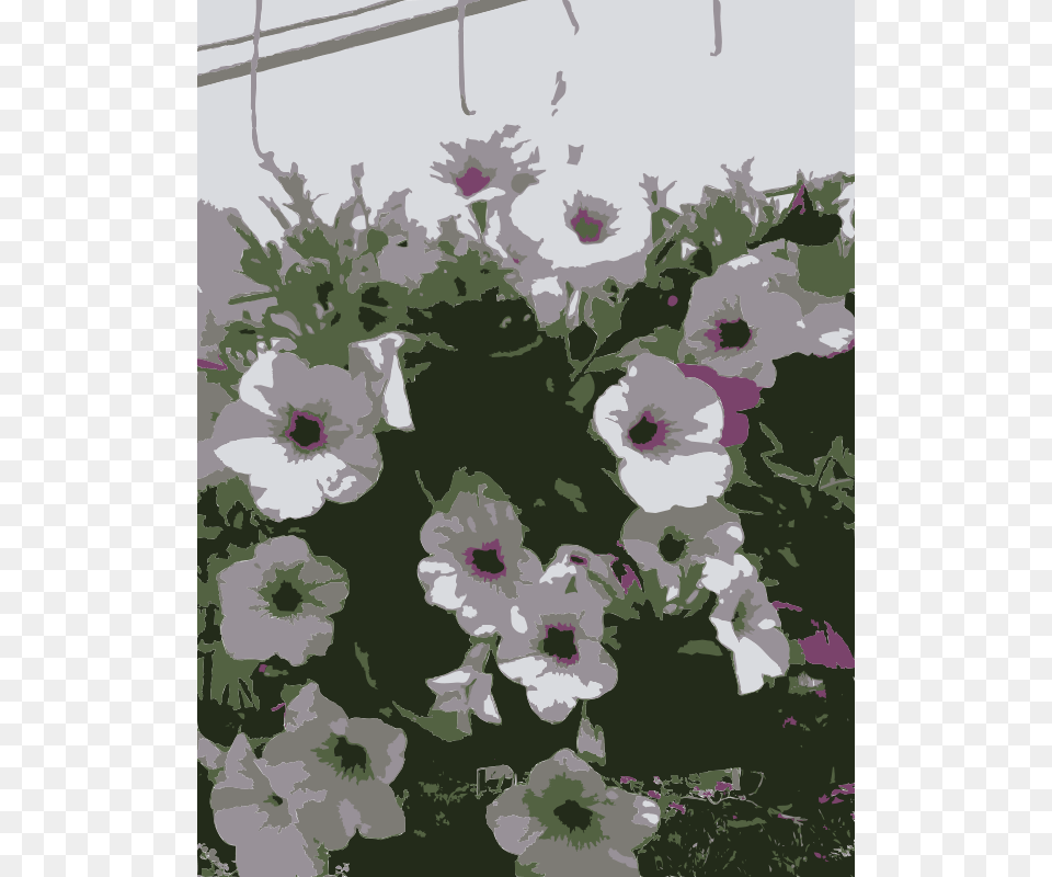 So Many Missouri Aiflowers Flowers, Anemone, Flower, Geranium, Petal Png Image