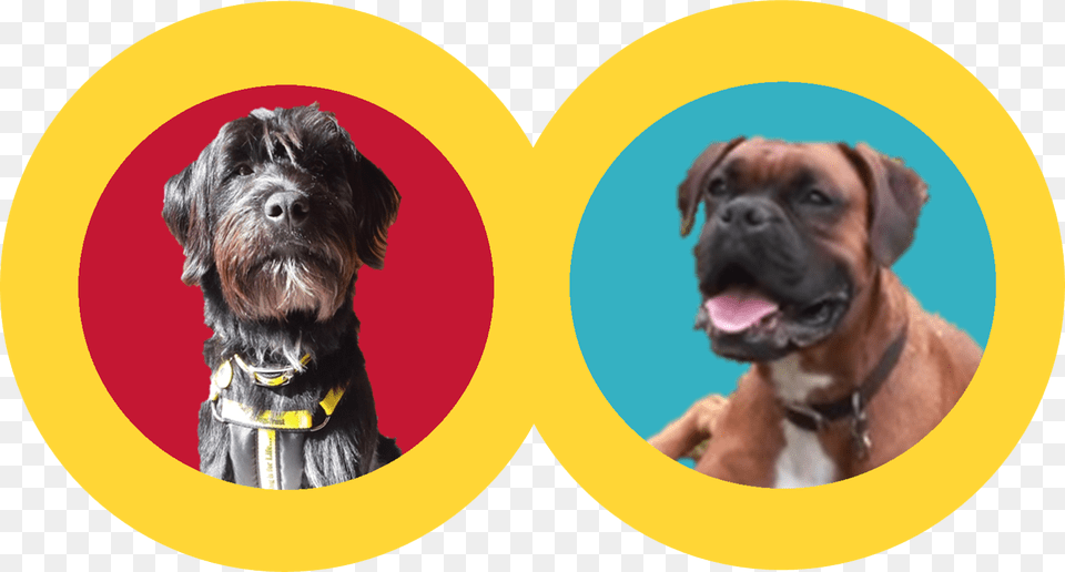So We Asked New Boys Odie Amp Ollie To Put Together Boxer, Animal, Canine, Dog, Mammal Png