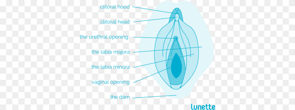 So Where Is The Vagina Exactly Lunette Cup, Ct Scan, Ammunition, Grenade, Weapon Png