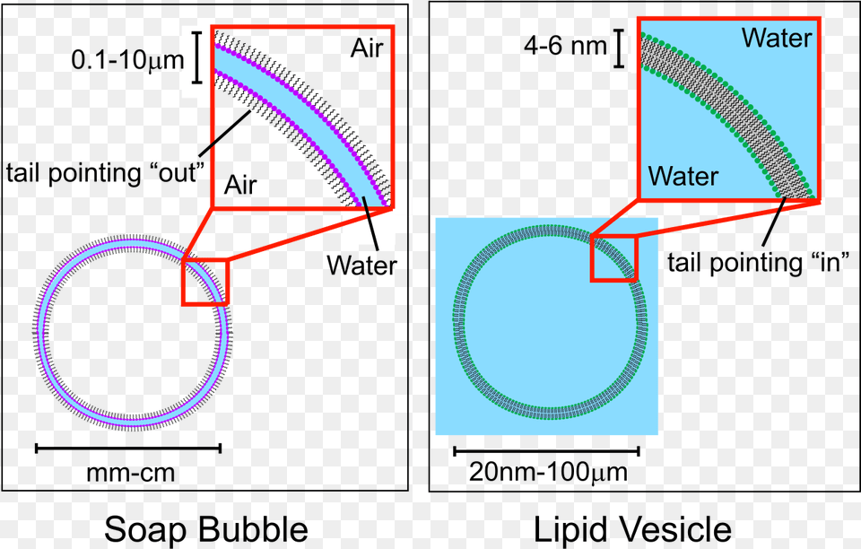 Soap Bubble Membrane, Hoop Free Png