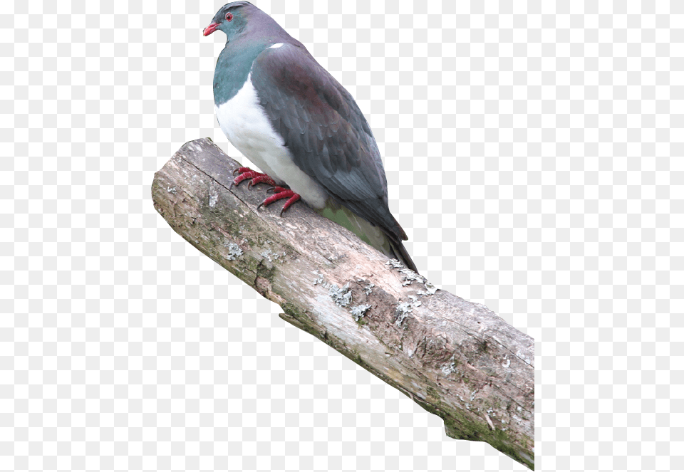 Soap Transparent Pigeon Wood Pigeon, Animal, Bird, Dove Free Png Download